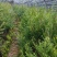南方红豆杉苗，现抜现抜保湿发货保质保量量大质优价格优惠