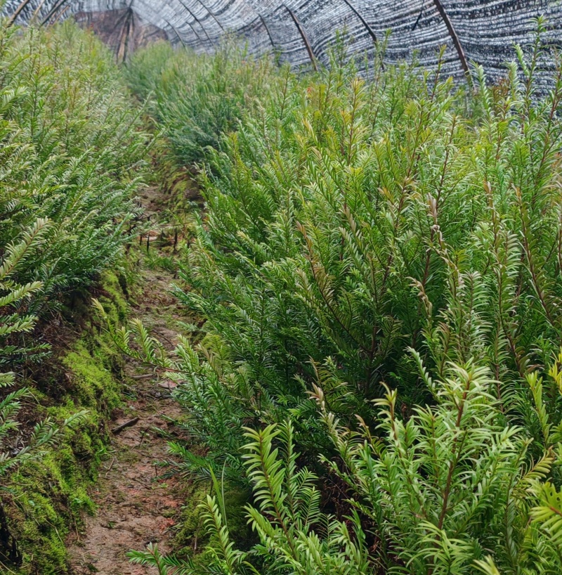 南方红豆杉苗，现抜现抜保湿发货保质保量量大质优价格优惠