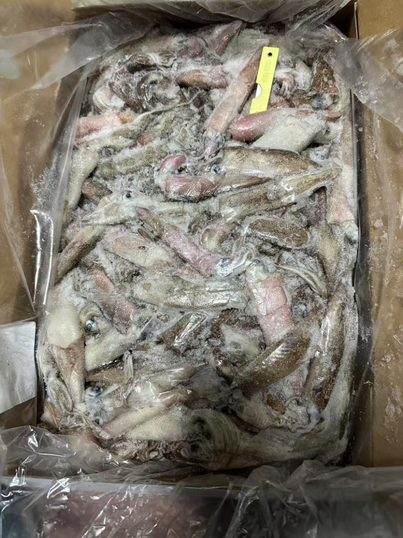 笔管鱼活冻鱿鱼海兔小鱿鱼海鲜批发冻品皮籽乌