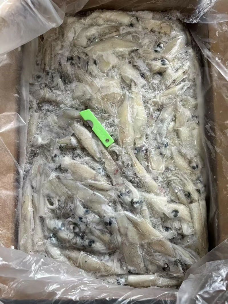 笔管鱼活冻鱿鱼海兔小鱿鱼海鲜批发冻品皮籽乌