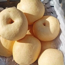 砀山白酥梨保质保量供货对接全国电商商超价钱实惠