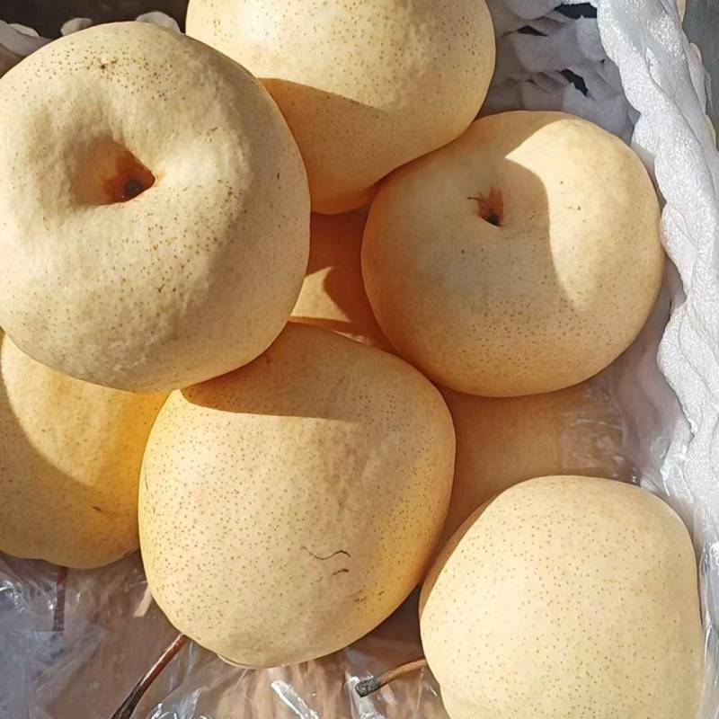 白酥梨一手货源大量有货价钱实惠欢迎咨询选购