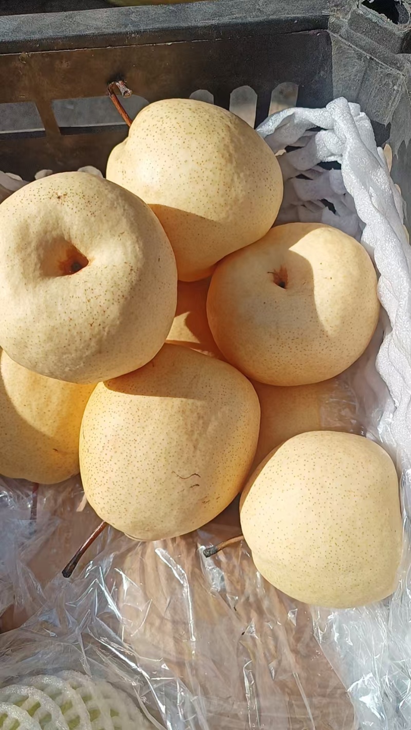 白酥梨一手货源大量有货价钱实惠欢迎咨询选购