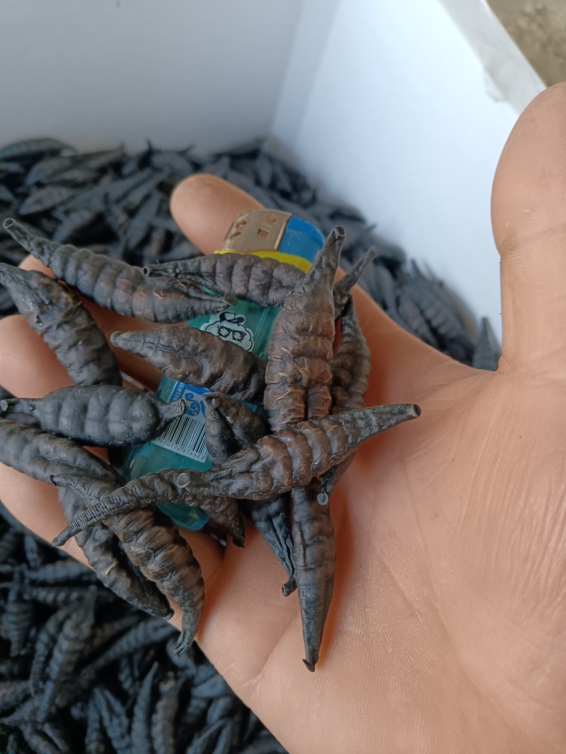 精品医蛭干品通货