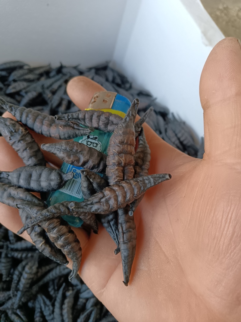 精品医蛭干品通货