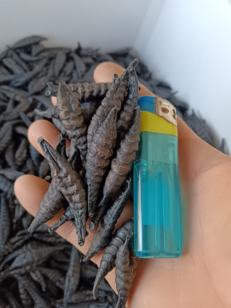 精品医蛭干品通货