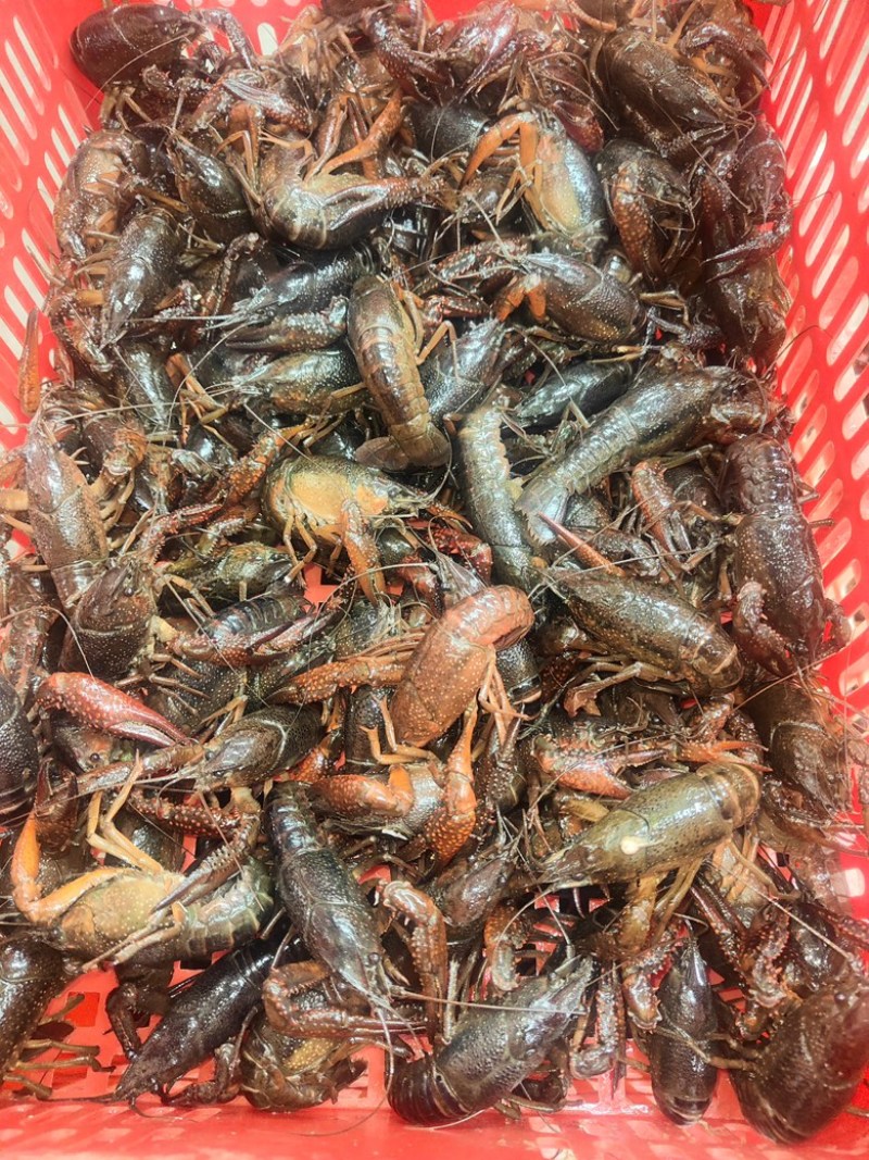 小龙虾