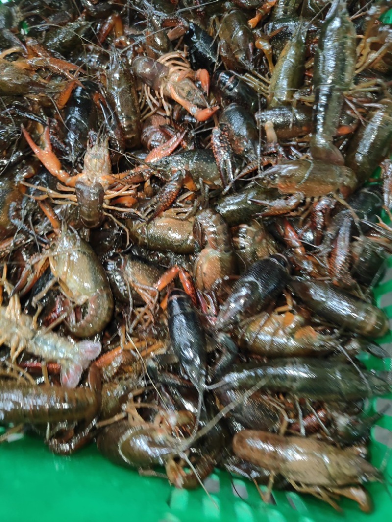 小龙虾