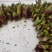 精品野生刺嫩芽质量保证量大从优欢迎咨询