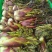 精品野生刺嫩芽质量保证量大从优欢迎咨询