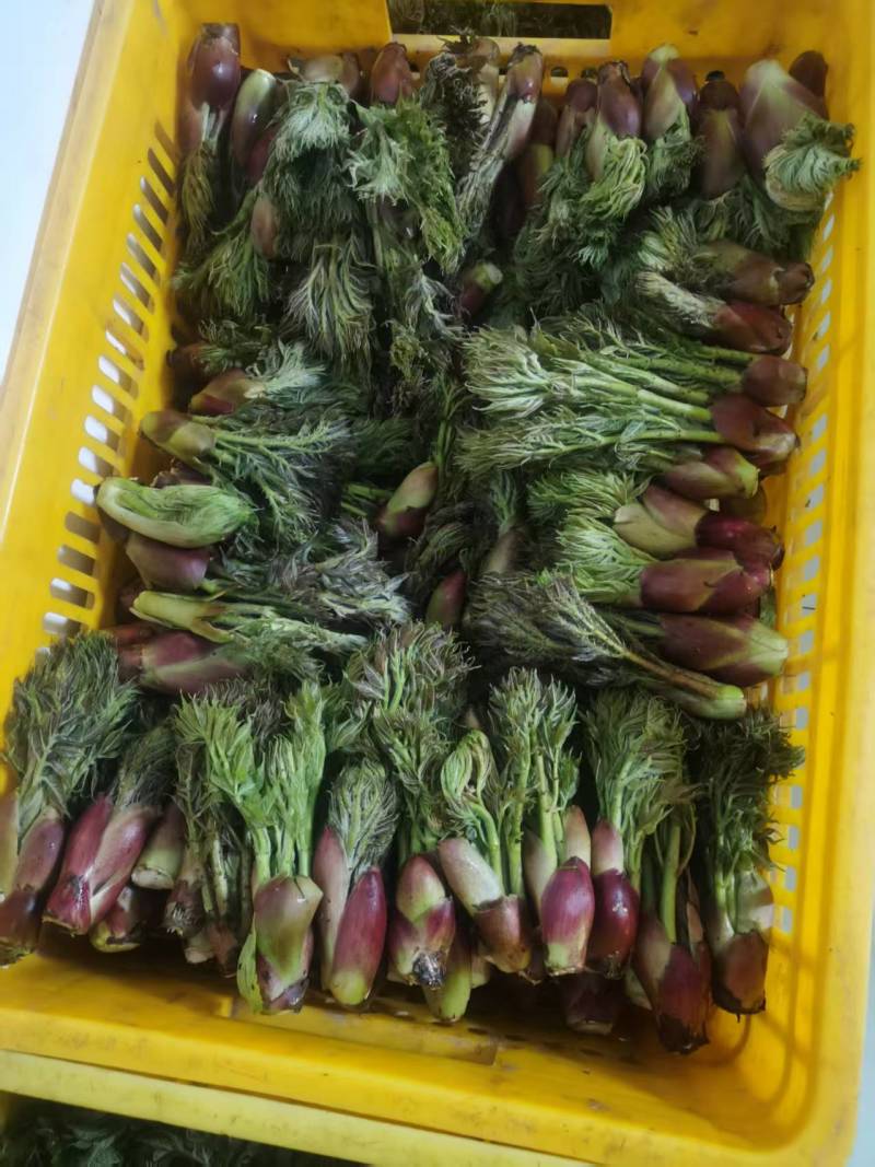 精品野生刺嫩芽质量保证量大从优欢迎咨询