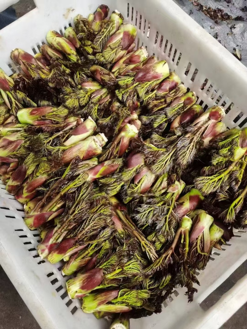 精品野生刺嫩芽质量保证量大从优欢迎咨询