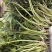 精品雪芽菜货源充足量大从优质量保证欢迎咨询