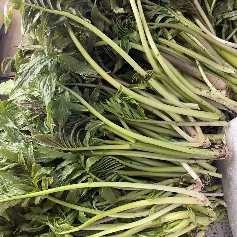 精品雪芽菜货源充足量大从优质量保证欢迎咨询