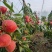 【推荐】河北乐亭春雪桃大量上市供应奶茶，超市，客商