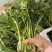 精品雪芽菜货源充足量大从优质量保证欢迎咨询