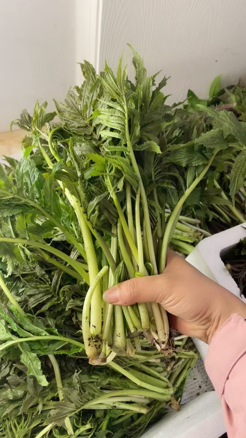 精品雪芽菜货源充足量大从优质量保证欢迎咨询