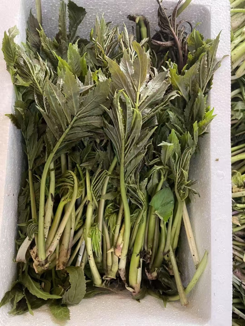 精品雪芽菜货源充足量大从优质量保证欢迎咨询