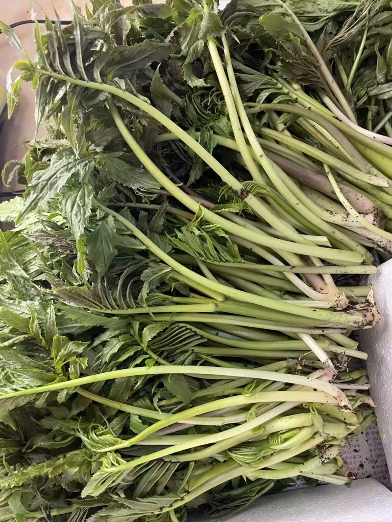 精品雪芽菜货源充足量大从优质量保证欢迎咨询