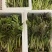 精品雪芽菜货源充足量大从优质量保证欢迎咨询