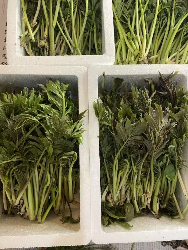 精品雪芽菜货源充足量大从优质量保证欢迎咨询