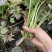 精品雪芽菜货源充足量大从优质量保证欢迎咨询