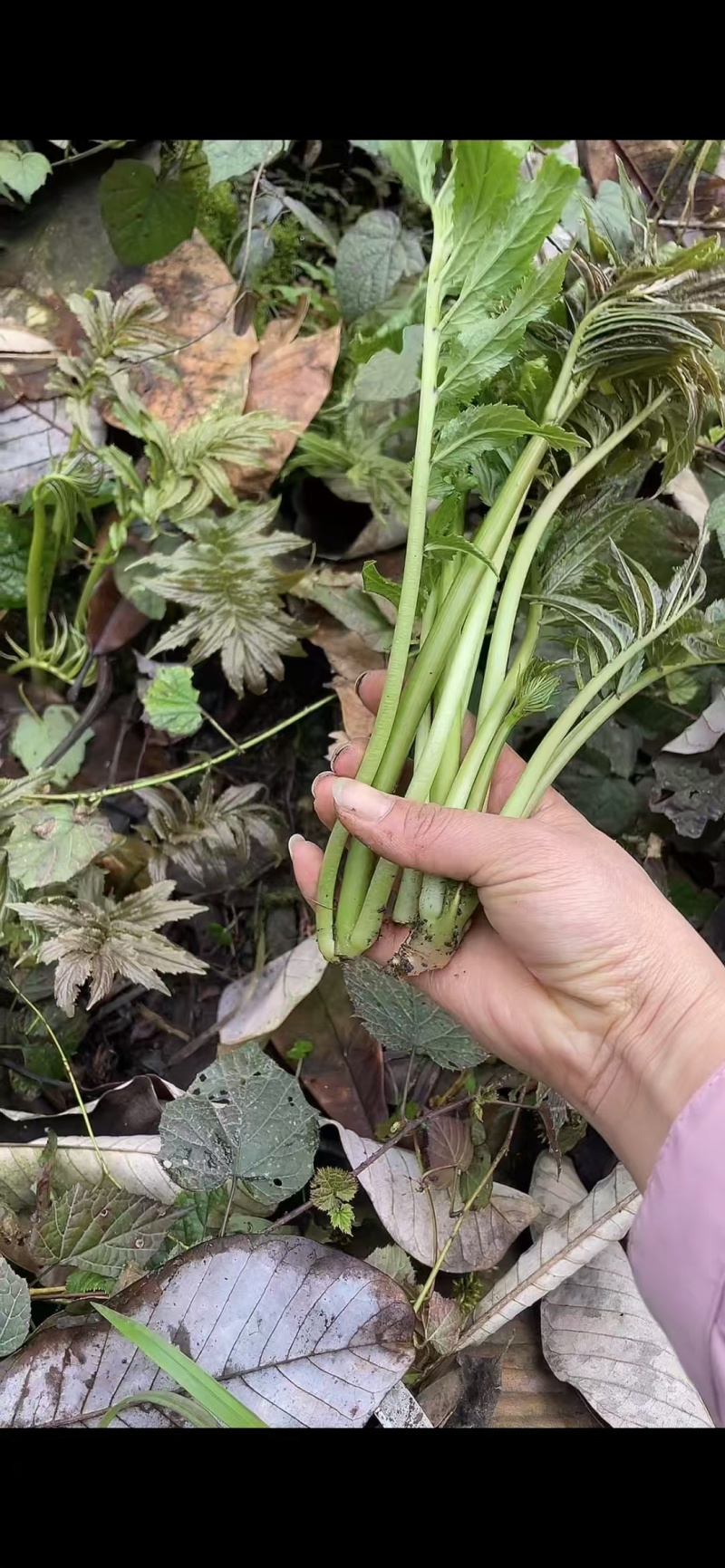 精品雪芽菜货源充足量大从优质量保证欢迎咨询