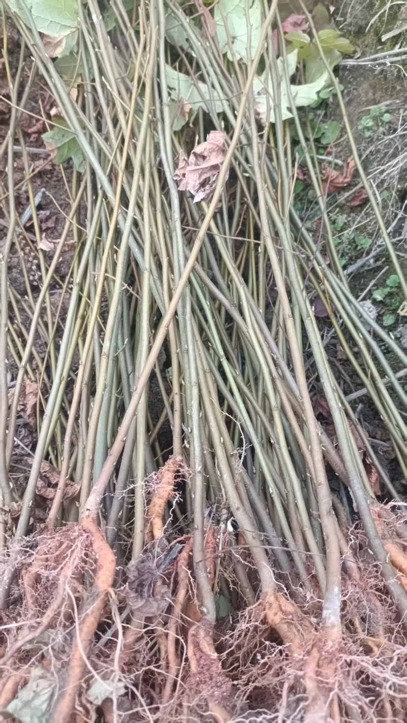 【实力推荐】枫香树苗质量有保障价格**惠欢迎咨询采购