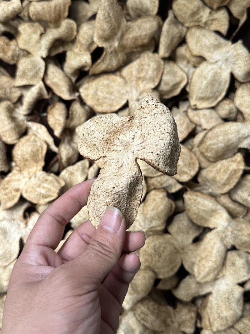 新会陈皮茶枝柑口感好油包多快递包邮