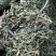 中药材软肝草1公斤水皂角冷背中药材保质量软甘草