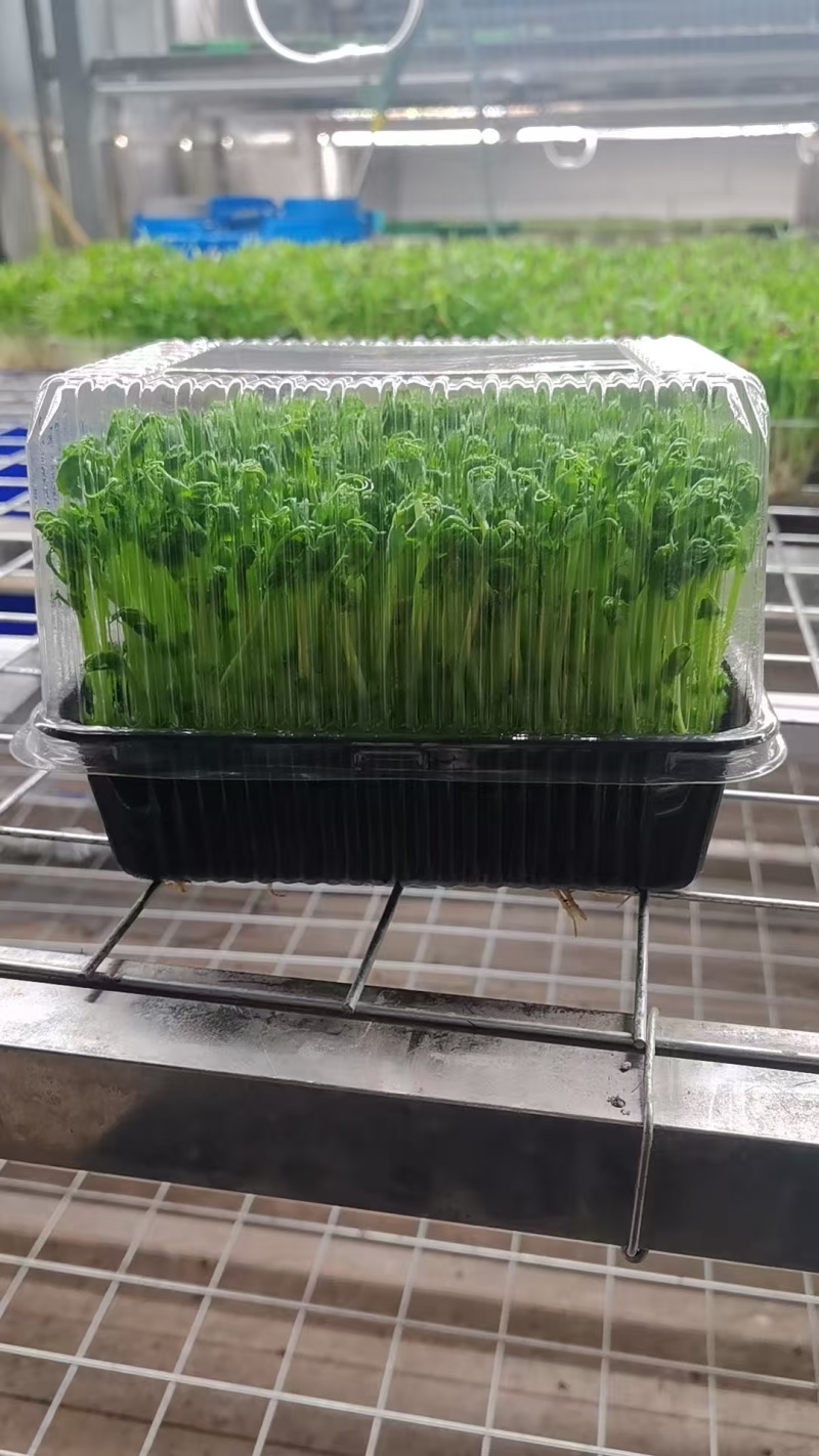 花生芽苗菜粗细均匀美味可口源头厂家