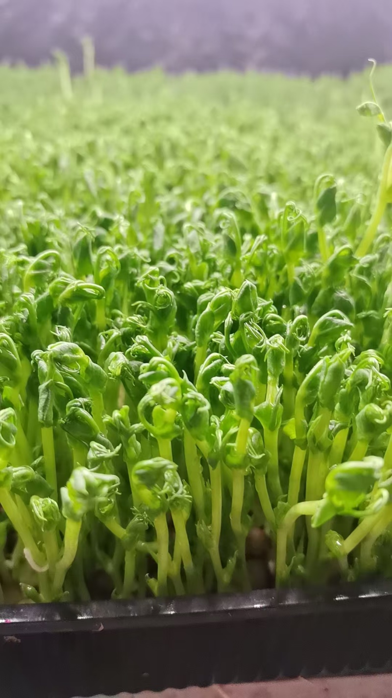花生芽苗菜粗细均匀美味可口源头厂家