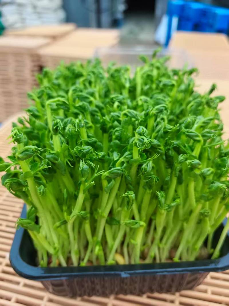 花生芽苗菜粗细均匀美味可口源头厂家
