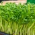 花生芽苗菜粗细均匀美味可口源头厂家