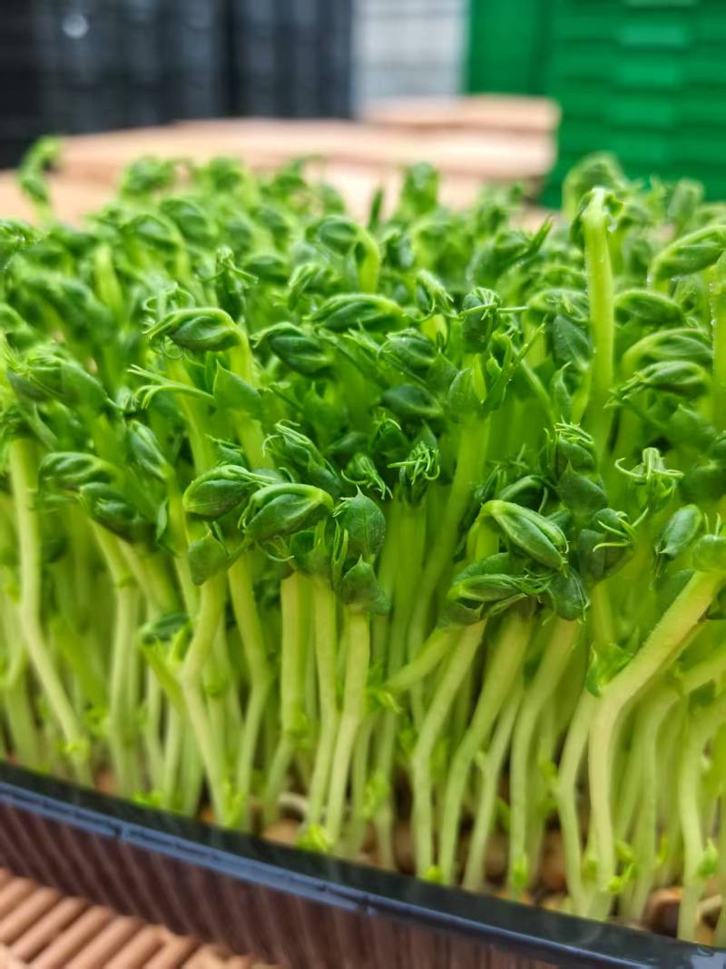 花生芽苗菜粗细均匀美味可口源头厂家