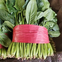产地菠菜大量供货中市场货，超市货电商货食堂货，产地直销
