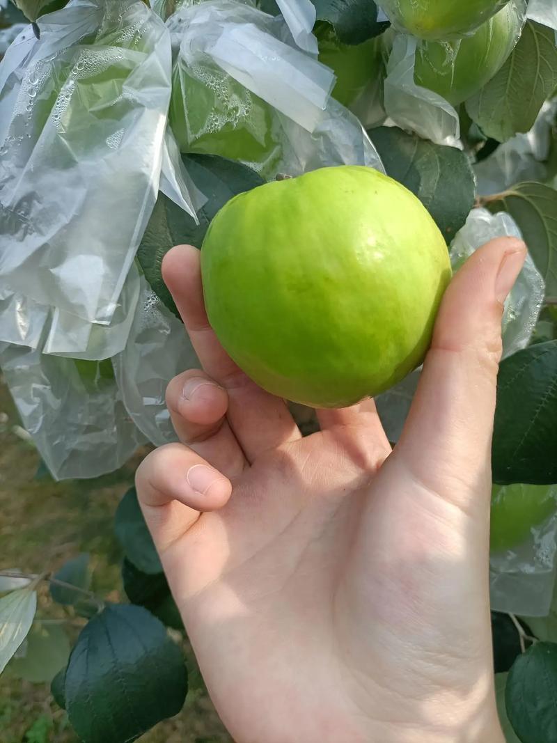 青枣福建大青枣个头大口感脆嫩爽口食用无渣奶香味足