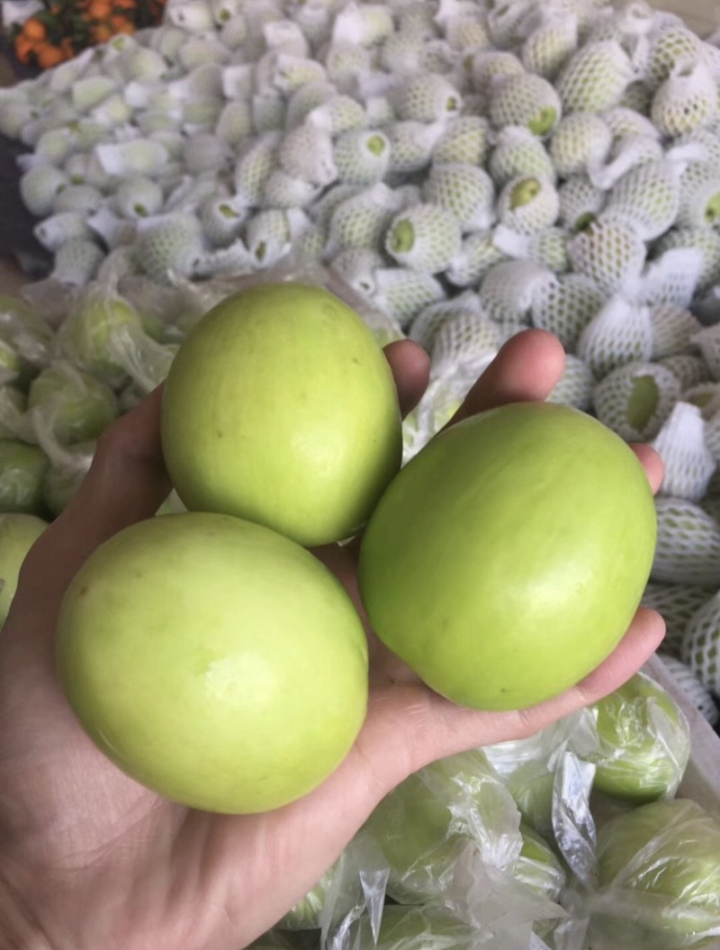 青枣福建大青枣个头大口感脆嫩爽口食用无渣奶香味足