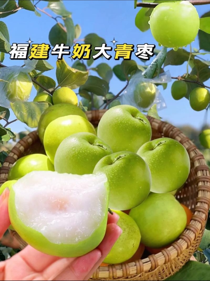 青枣福建大青枣个头大口感脆嫩爽口食用无渣奶香味足