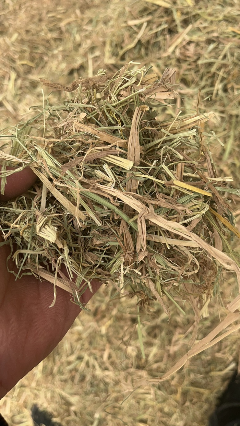 湖北省天门市稻草撕碎过筛风选，一手货源，欢迎致电联系