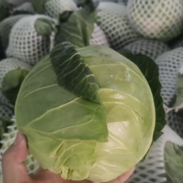 云南铁头精品甘蓝大量供货品质保证支持视频看货欢迎来电