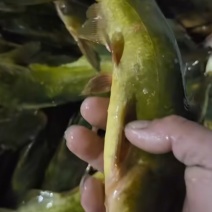 湖南常德安乡黄骨鱼