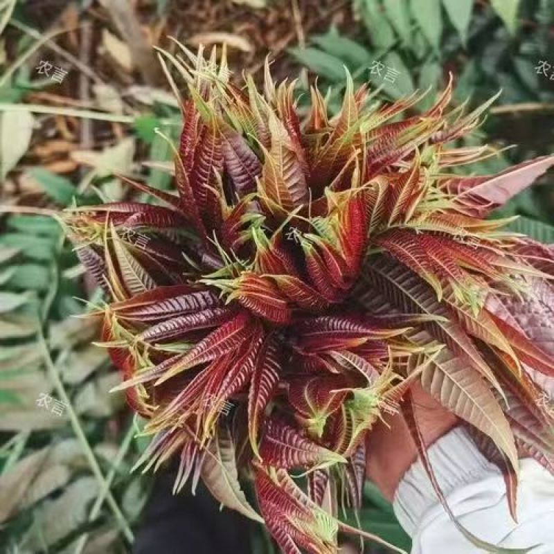 红香椿芽云南省精品红香椿芽量大从优产地直发价