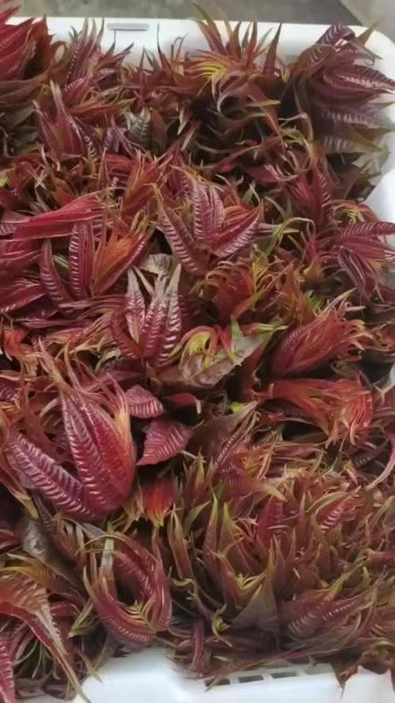 红香椿芽云南省精品红香椿芽量大从优产地直发价
