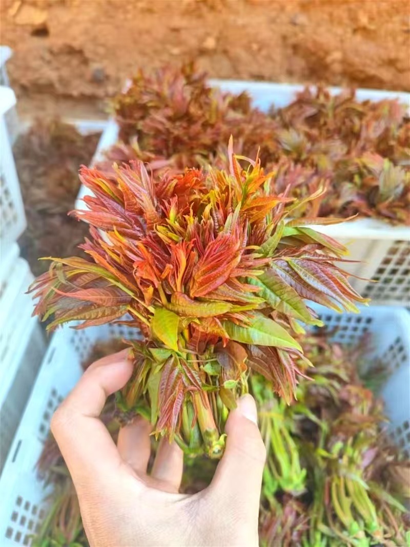 红香椿芽云南省精品红香椿芽量大从优产地直发价