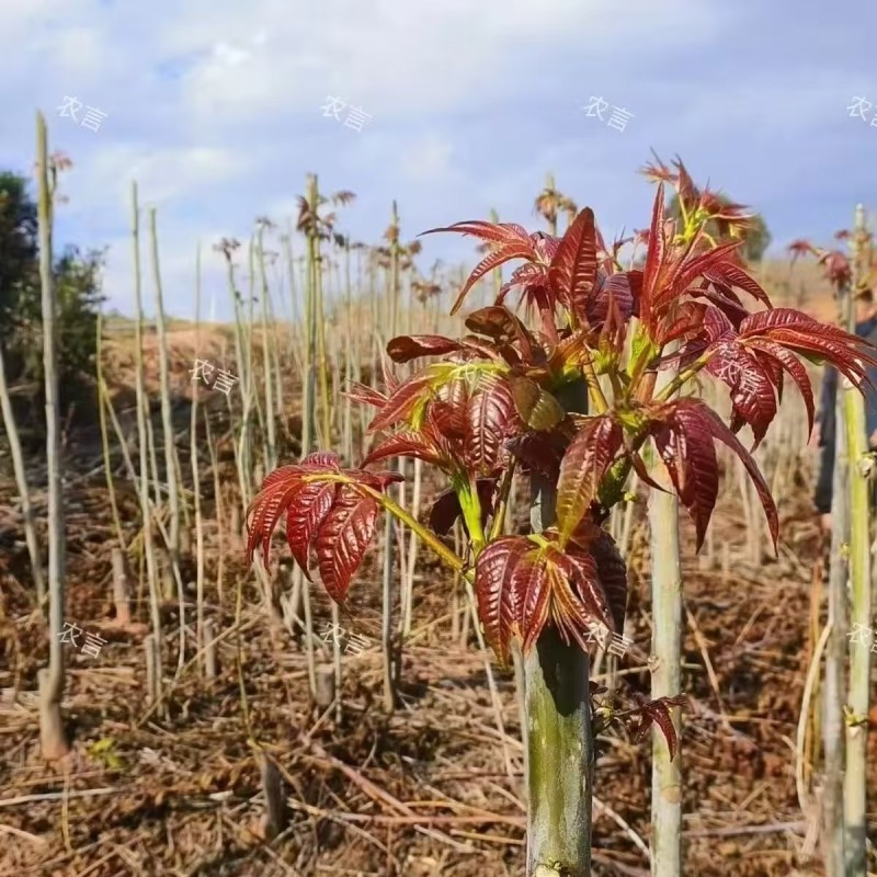 红香椿芽云南省精品红香椿芽量大从优产地直发价