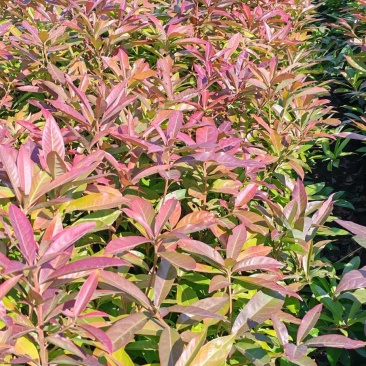 木荷苗产地直销量大质优价格优惠一手货源欢迎咨询