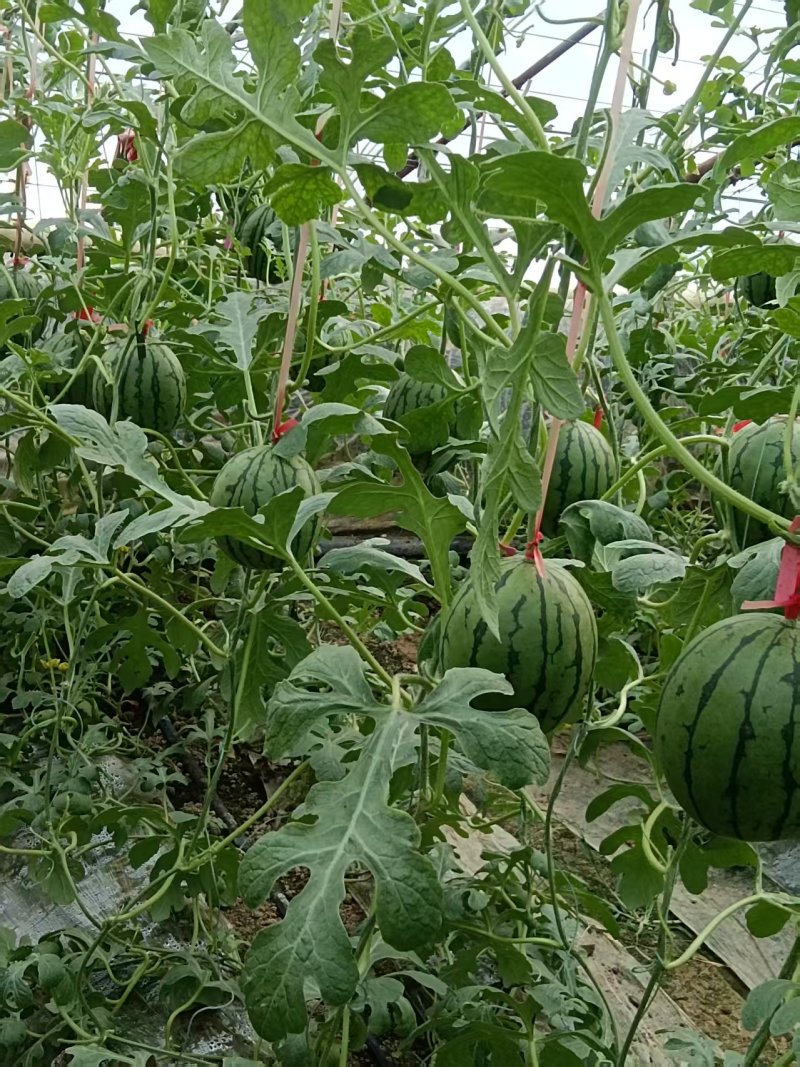 西瓜大量上市了，万亩甜瓜产地，价格**美丽