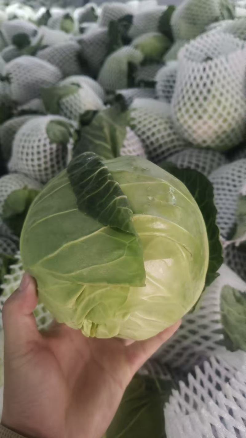 云南铁头精品甘蓝大量供货品质保证支持视频看货欢迎来电