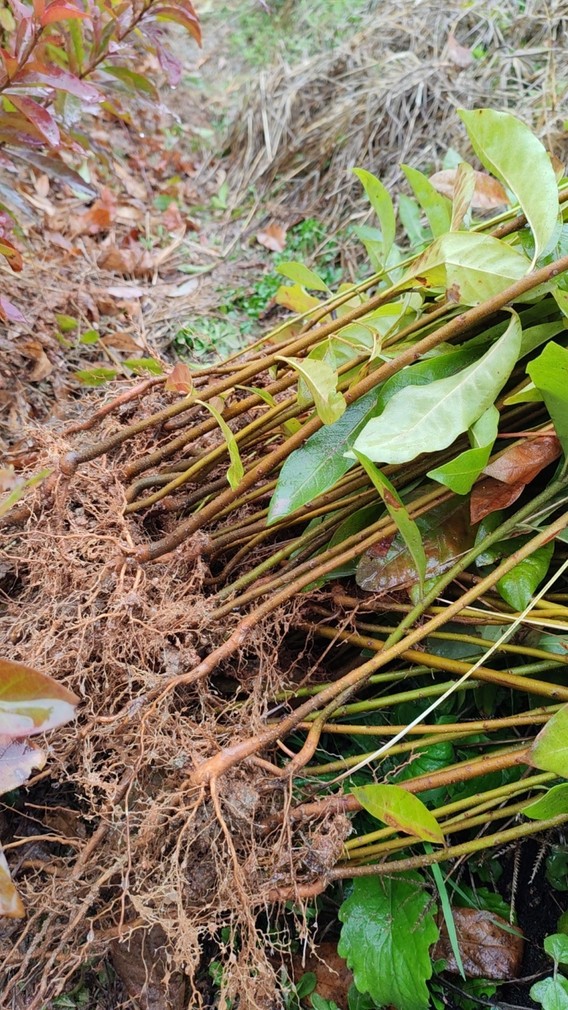 木荷苗产地直销量大质优价格优惠一手货源欢迎咨询